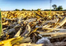 Ustawa o OZE, sektor biogazu i biometanu